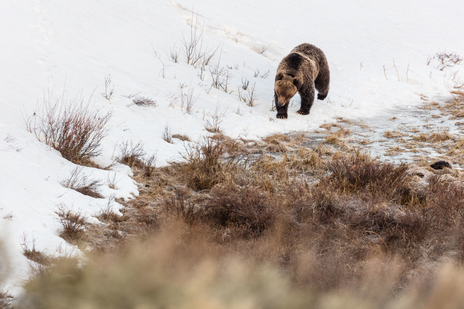 Grizzly bear walks along the edge of Blacktail Ponds